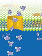 Drug Transporters Publication Paper