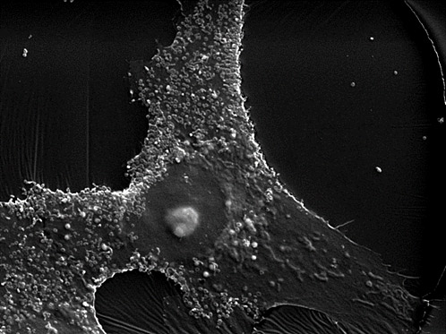 JCRB Cell Line Closeup