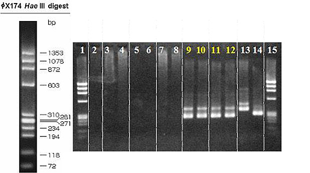 Mycoplasma screening