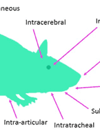 In Vivo Adme study rat illustration