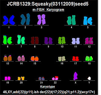 m-FISH analysis of human iPS