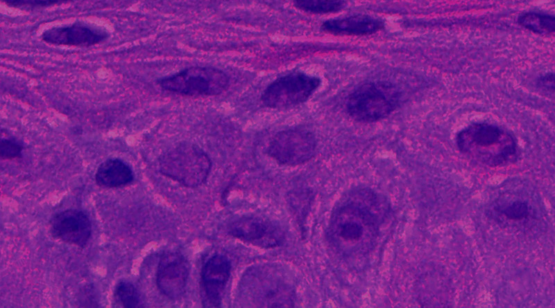 Cellular tissue sample in vitro assay