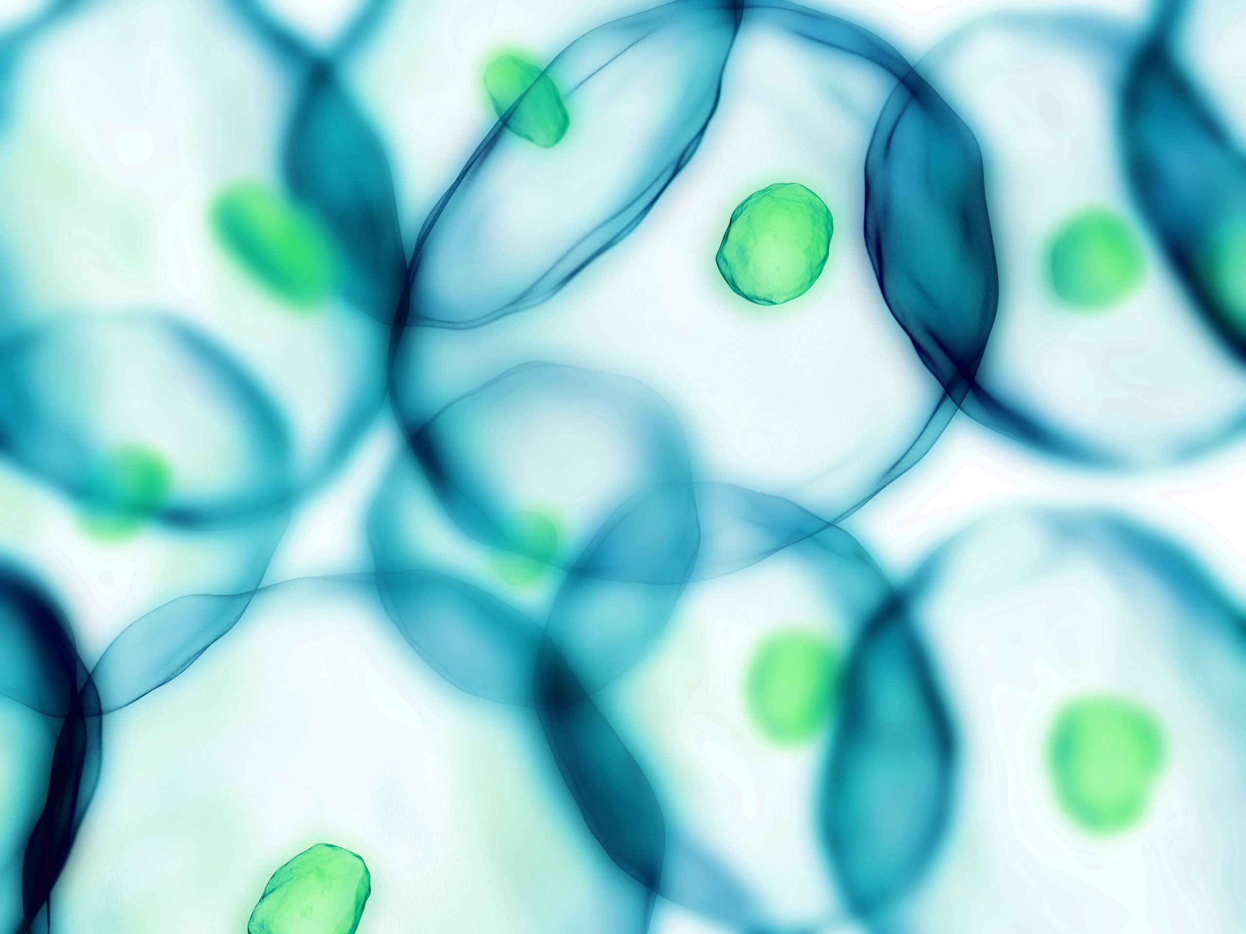 cells in vitro assay