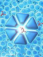 Compound entering cell