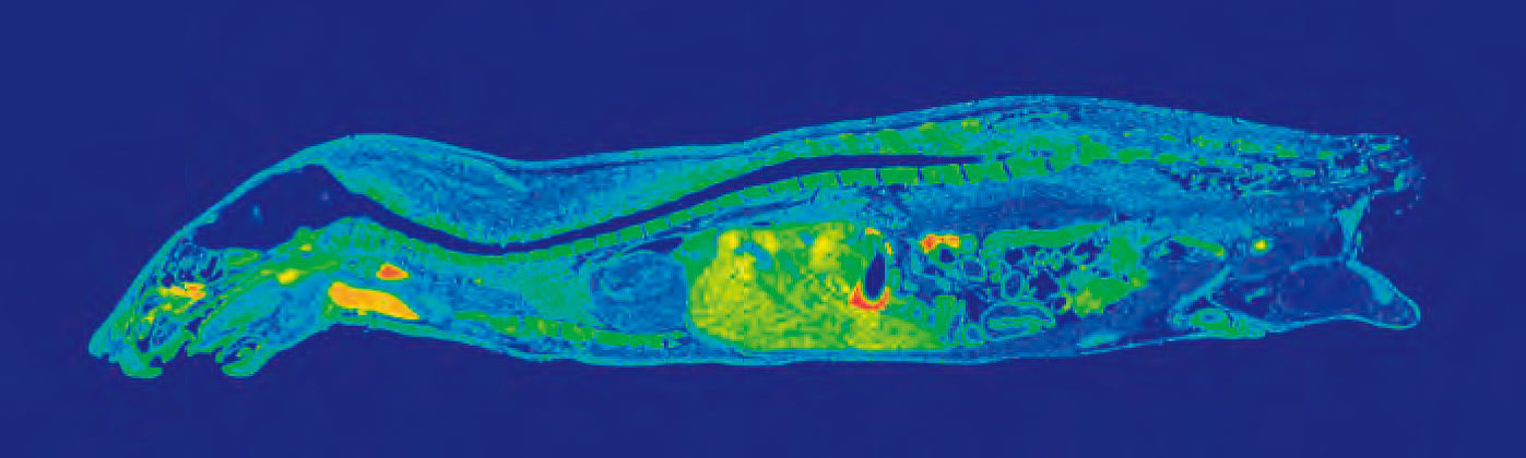 Quantitative Whole Body Autoradiography Image