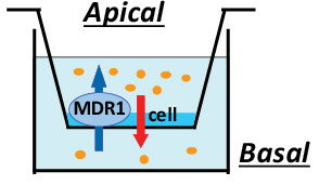 ABC efflux drug transporters can affect clearance and DDI of a drug