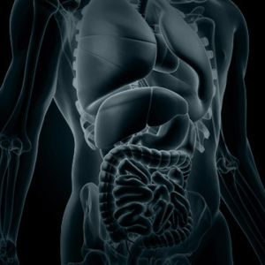 3d model ofHuman internal organs