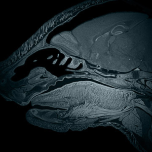 X-ray of drug in animal for pharmacokinetic testing