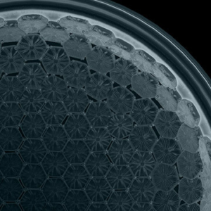 In Vivo Hexagonal Structure