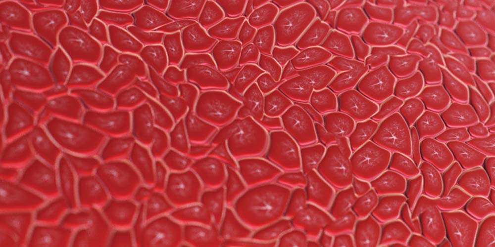 Immortalized hepatocytes in lysosomal trapping assay in drug development