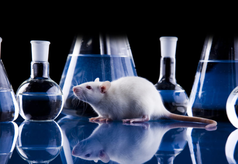 In vivo adme rat study
