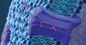 A small molecule enters a cell via drug transporters in the cell membrane