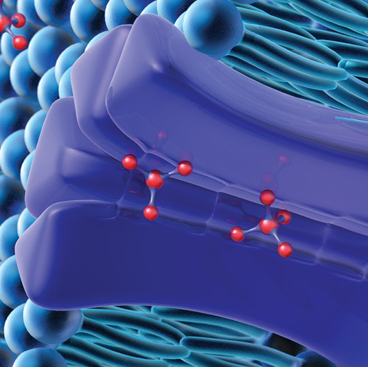 A small molecule enters a cell via drug transporters in the cell membrane