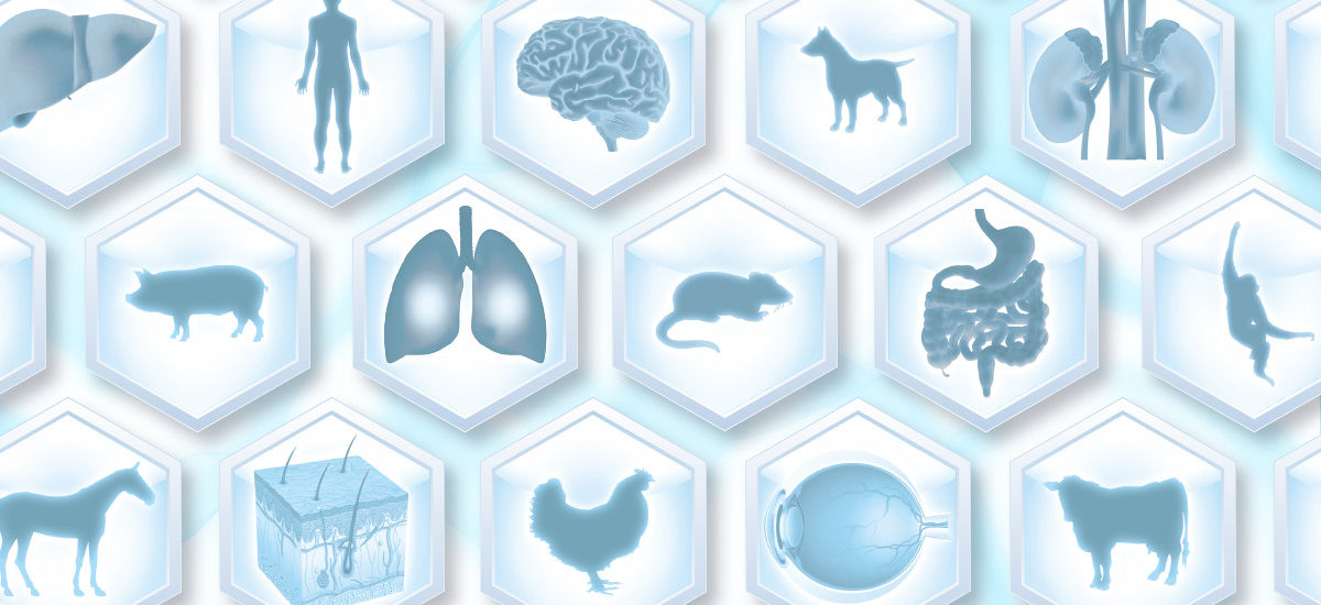 In vitro and in vivo ADME testing gives you the right information going into IND