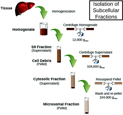Liver tissue is homogenized and fractions of smaller particle size are isolated to yield microsomes, S9, and cytosol from hepatic tissue