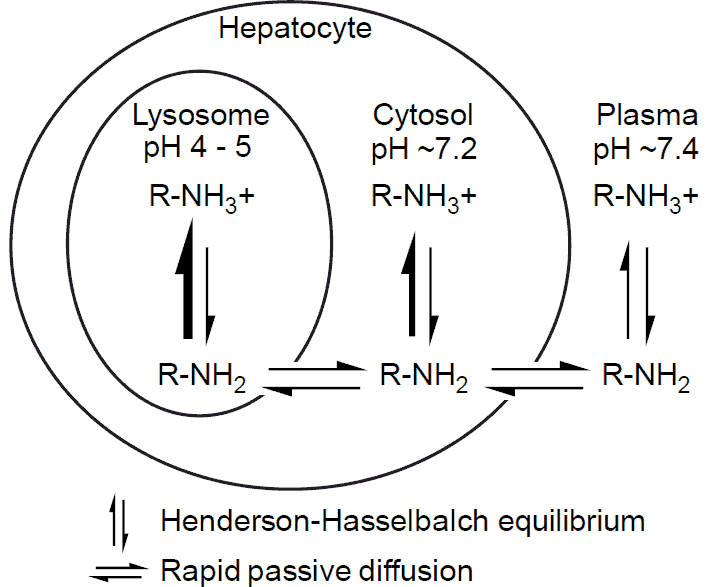 Lysosomal Trapping Diagram