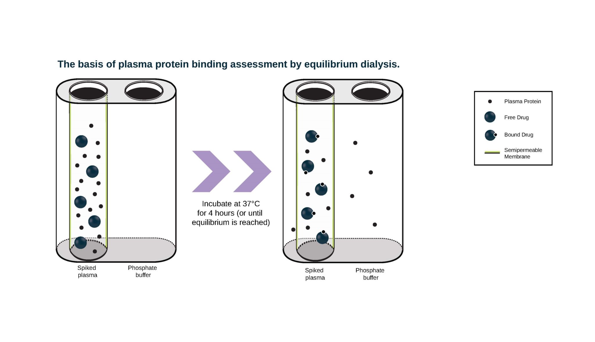 Minding Your Binding Plasma Protein Binding Potential Study Now