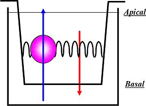 ABC Transporters: Efflux Transwell Assay Design