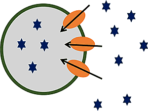 Drug Transport Vesicle Assay Design