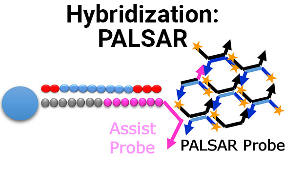 PALSAR Hybridization for Bioanalysis of Oligonucleotides