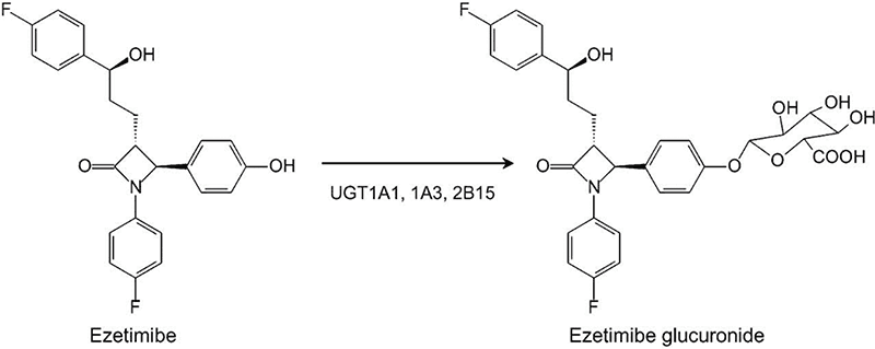 Ezetimibe metabolism through glucuronidation