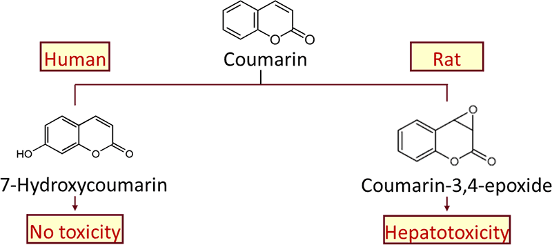 Metabolism of coumarin